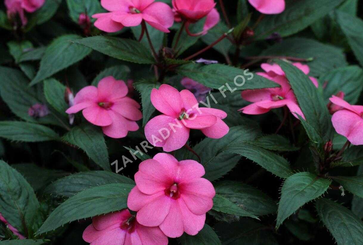 Netýkavka, balzamína 'Sun Standing Pink' - Impatiens Neu Guinea 'Sun Standing Pink'