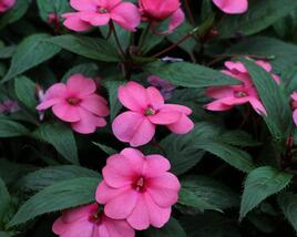 Netýkavka, balzamína 'Sun Standing Pink'