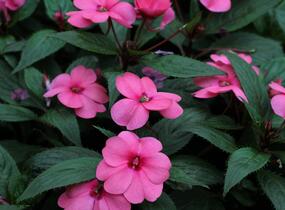 Netýkavka, balzamína 'Sun Standing Pink' - Impatiens Neu Guinea 'Sun Standing Pink'