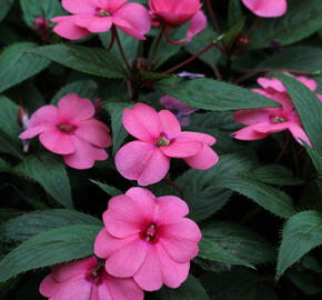 Netýkavka 'Sun Standing Pink' - Impatiens Neu Guinea 'Sun Standing Pink'
