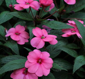 Netýkavka 'Sun Standing Pink' - Impatiens Neu-Guinea 'Sun Standing Pink'