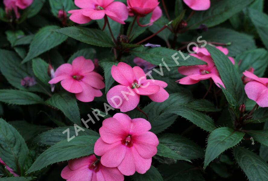 Netýkavka, balzamína 'Sun Standing Pink' - Impatiens Neu Guinea 'Sun Standing Pink'