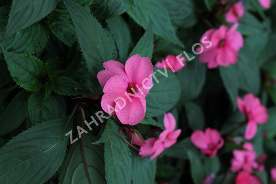 Netýkavka 'Sun Standing Pink' - Impatiens Neu Guinea 'Sun Standing Pink'