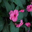 Netýkavka 'Sun Standing Pink' - Impatiens Neu Guinea 'Sun Standing Pink'