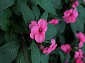 Netýkavka, balzamína 'Sun Standing Pink' - Impatiens Neu Guinea 'Sun Standing Pink'