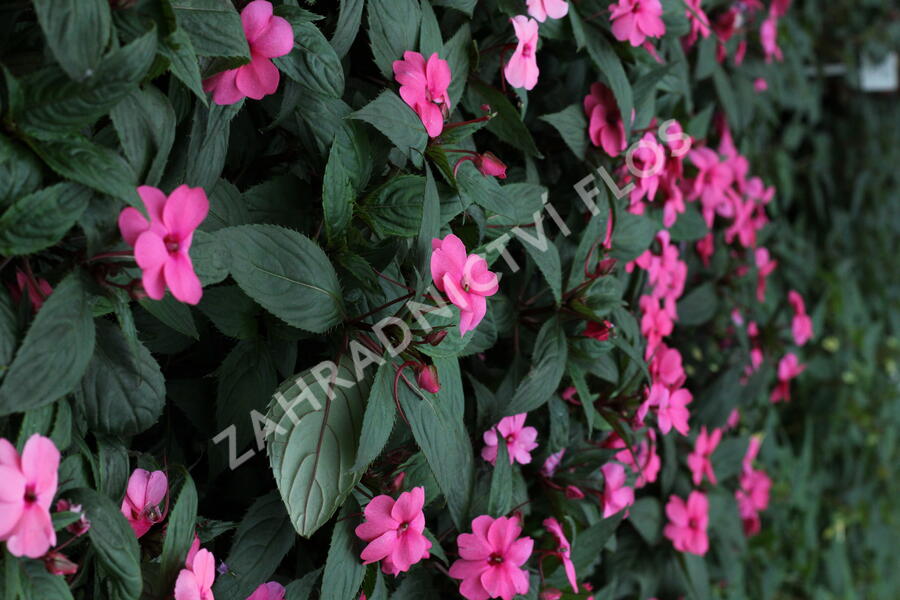 Netýkavka 'Sun Standing Pink' - Impatiens Neu Guinea 'Sun Standing Pink'