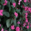 Netýkavka 'Sun Standing Pink' - Impatiens Neu-Guinea 'Sun Standing Pink'