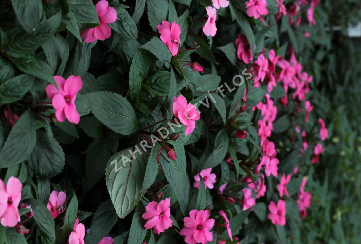 Netýkavka, balzamína 'Sun Standing Pink' - Impatiens Neu Guinea 'Sun Standing Pink'