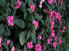 Netýkavka, balzamína 'Sun Standing Pink' - Impatiens Neu Guinea 'Sun Standing Pink'