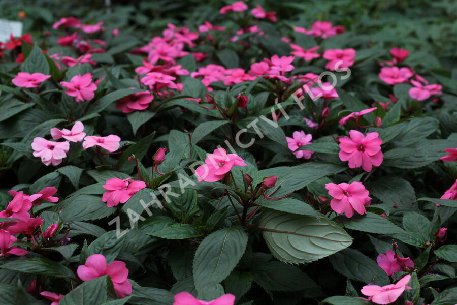 Netýkavka 'Sun Standing Pink' - Impatiens Neu Guinea 'Sun Standing Pink'