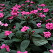 Netýkavka 'Sun Standing Pink' - Impatiens Neu-Guinea 'Sun Standing Pink'