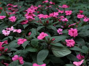 Netýkavka, balzamína 'Sun Standing Pink' - Impatiens Neu Guinea 'Sun Standing Pink'