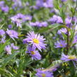 Hvězdnice novobelgická 'Marie Ballard' - Aster novi-belgii 'Marie Ballard'