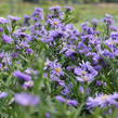 Hvězdnice novobelgická 'Marie Ballard' - Aster novi-belgii 'Marie Ballard'