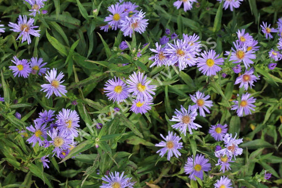 Hvězdnice novobelgická 'Marie Ballard' - Aster novi-belgii 'Marie Ballard'