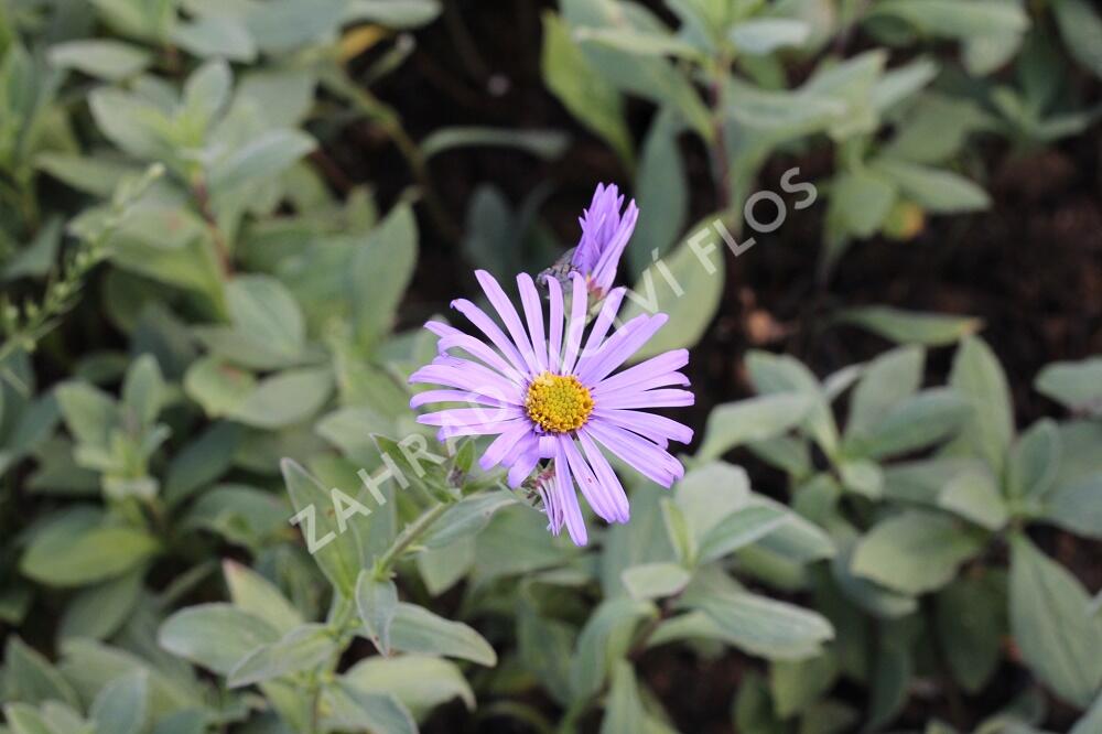 Hvězdnice Frikartova 'Monch' - Aster frikartii 'Monch'
