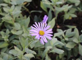Hvězdnice Frikartova 'Monch' - Aster frikartii 'Monch'