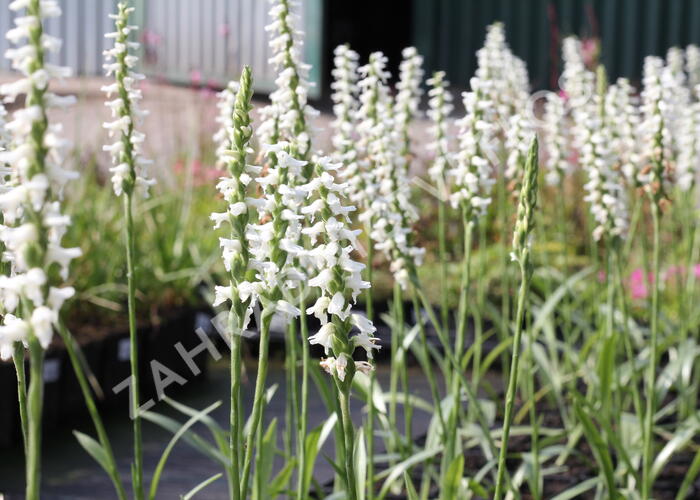 Spiranthes 'Chadd’s Ford'