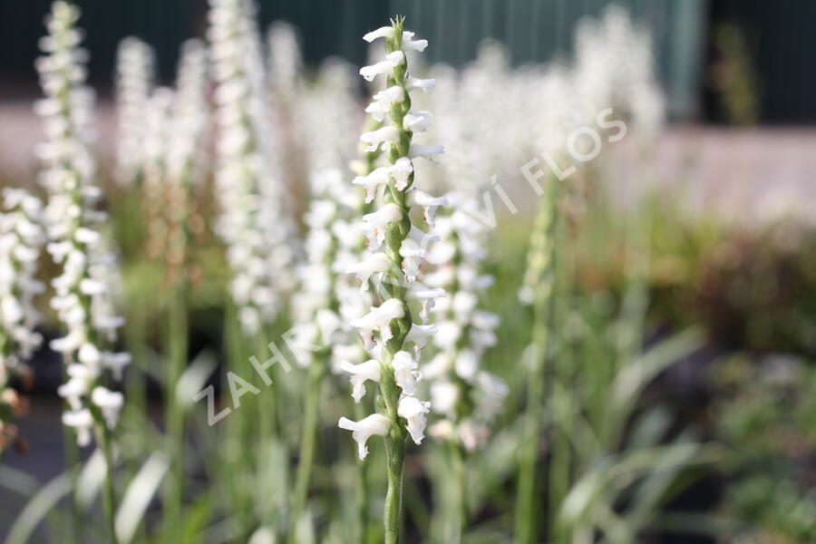 Švihlík - Spiranthes 'Chadd’s Ford'