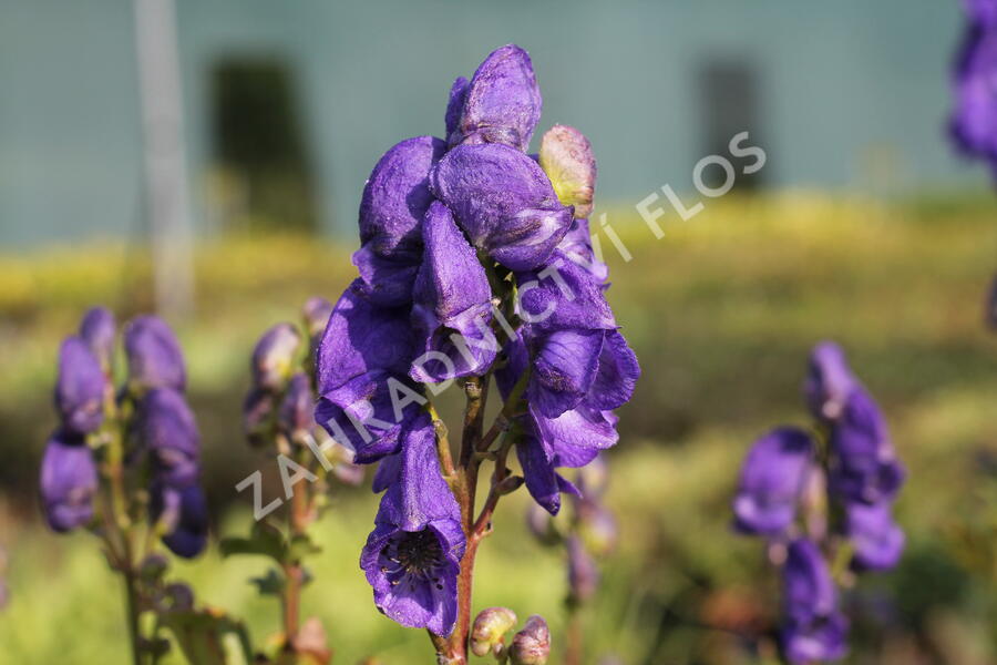 Oměj Carmichaelův 'Arendsii' - Aconitum carmichaelii 'Arendsii'