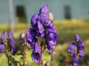 Oměj Carmichaelův 'Arendsii' - Aconitum carmichaelii 'Arendsii'