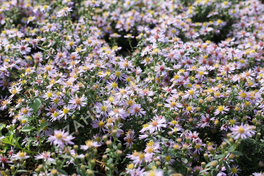 Hvězdnice vřesovcová 'Lovely' - Aster ericoides 'Lovely'