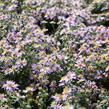 Hvězdnice vřesovcová 'Lovely' - Aster ericoides 'Lovely'