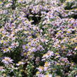 Hvězdnice vřesovcová 'Lovely' - Aster ericoides 'Lovely'