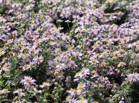 Hvězdnice vřesovcová 'Lovely' - Aster ericoides 'Lovely'