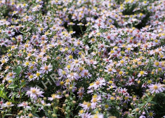 Hvězdnice vřesovcová 'Lovely' - Aster ericoides 'Lovely'