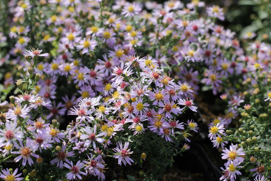 Hvězdnice vřesovcová 'Lovely' - Aster ericoides 'Lovely'