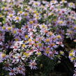 Hvězdnice vřesovcová 'Lovely' - Aster ericoides 'Lovely'