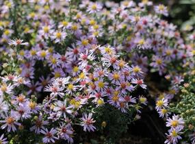 Hvězdnice vřesovcová 'Lovely' - Aster ericoides 'Lovely'