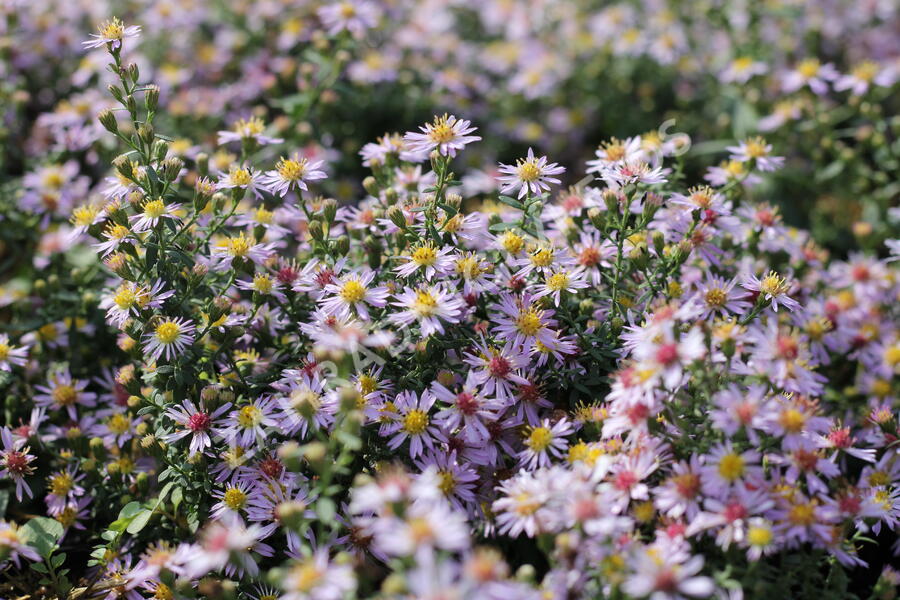 Hvězdnice vřesovcová 'Lovely' - Aster ericoides 'Lovely'