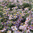 Hvězdnice vřesovcová 'Lovely' - Aster ericoides 'Lovely'