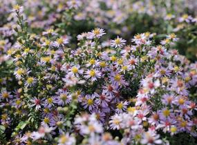 Hvězdnice vřesovcová 'Lovely' - Aster ericoides 'Lovely'
