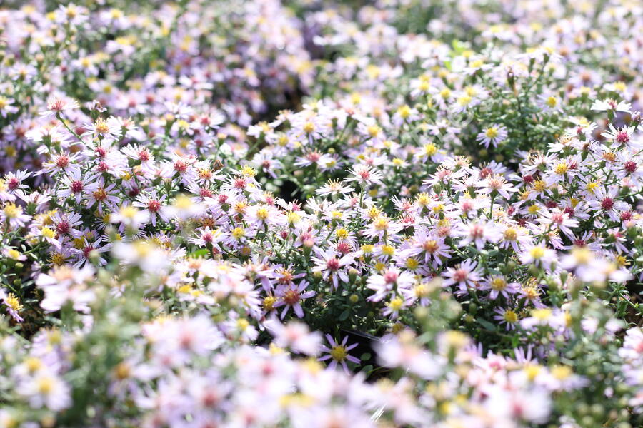 Hvězdnice vřesovcová 'Lovely' - Aster ericoides 'Lovely'
