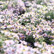 Hvězdnice vřesovcová 'Lovely' - Aster ericoides 'Lovely'