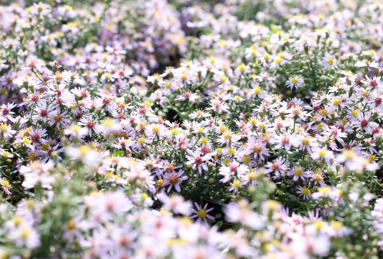 Hvězdnice vřesovcová 'Lovely' - Aster ericoides 'Lovely'