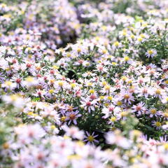 Hvězdnice vřesovcová 'Lovely' - Aster ericoides 'Lovely'