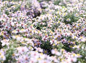 Hvězdnice vřesovcová 'Lovely' - Aster ericoides 'Lovely'