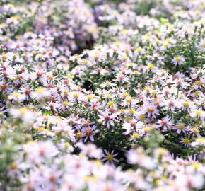 Hvězdnice vřesovcová 'Lovely' - Aster ericoides 'Lovely'