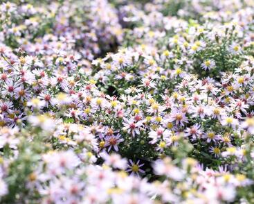 Hvězdnice vřesovcová 'Lovely'