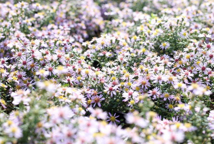 Hvězdnice vřesovcová 'Lovely' - Aster ericoides 'Lovely'