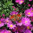 Hvězdnice keříčkovitá 'Kassel' - Aster dumosus 'Kassel'