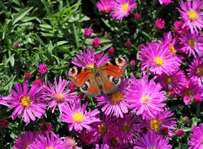 Hvězdnice keříčkovitá 'Kassel' - Aster dumosus 'Kassel'