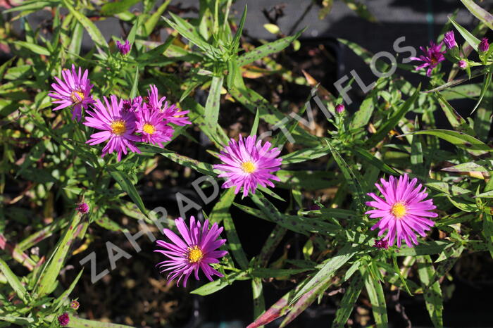 Hvězdnice keříčkovitá 'Island Tonga' - Aster dumosus 'Island Tonga'