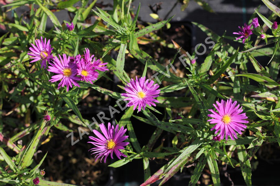 Hvězdnice keříčkovitá 'Island Tonga' - Aster dumosus 'Island Tonga'