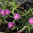 Hvězdnice keříčkovitá 'Island Tonga' - Aster dumosus 'Island Tonga'