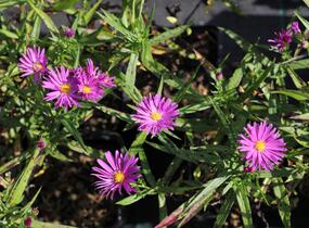 Hvězdnice keříčkovitá 'Island Tonga' - Aster dumosus 'Island Tonga'
